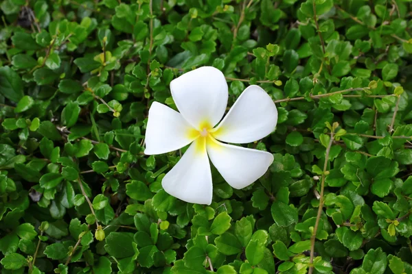 Frangipani sul tè Hokkien — Foto Stock