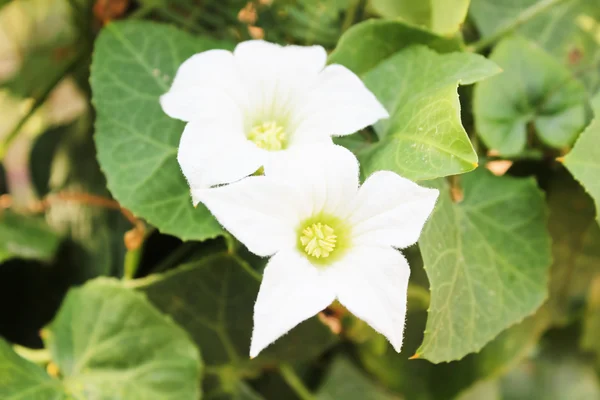 Wildflowers — Stock Photo, Image