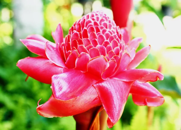 Red flower — Stock Photo, Image