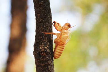ağustosböceği tedavisi