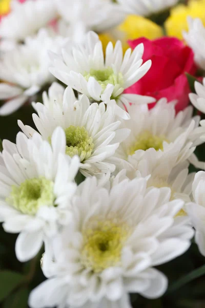 Kleurrijke bloemen — Stockfoto