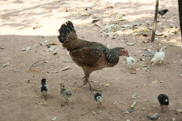 Chicken — Stock Photo, Image