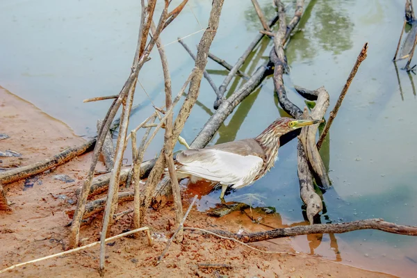 Moorhuhn von Jägern gefangen — Stockfoto