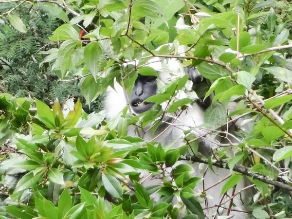 Macaco. — Fotografia de Stock