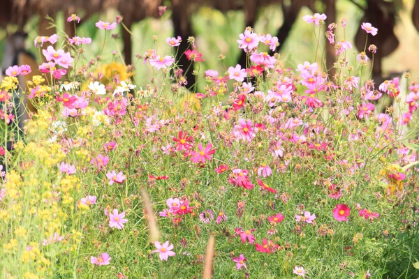 Colorful flowers — Stock Photo, Image