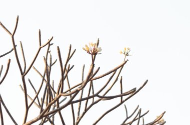 Frangipani ağaç