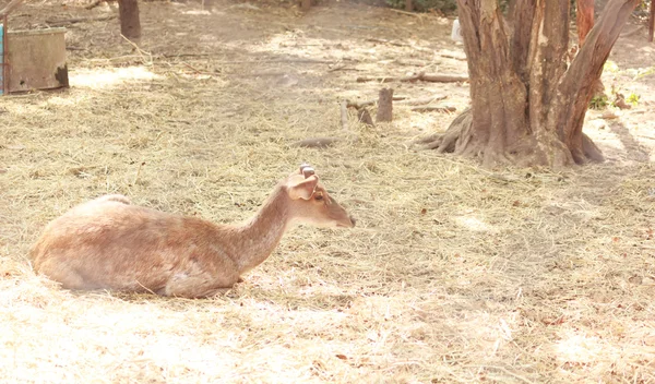 Veados no zoológico — Fotografia de Stock