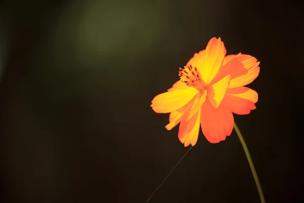 オレンジ色の花 — ストック写真