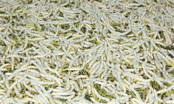 Silkworm — Stock Photo, Image