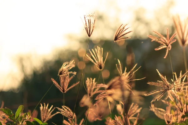 Blume aus Gras bei Sonnenuntergang — Stockfoto