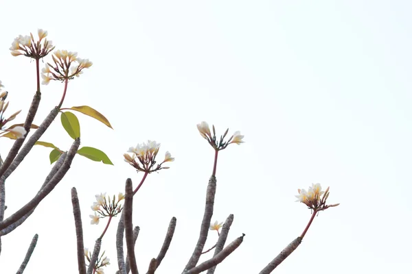 Frangipani ağaç — Stok fotoğraf