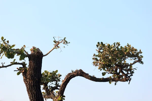 분재 나무 — 스톡 사진