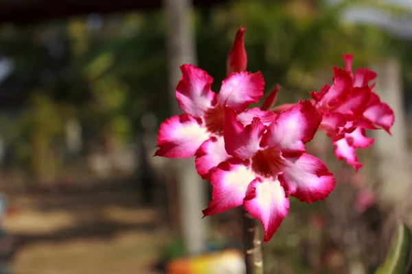 La azalea — Foto de Stock