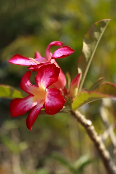 L'azalea — Foto Stock