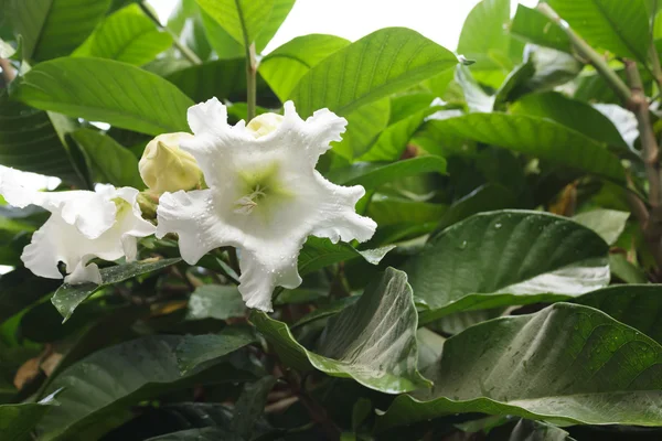 Bílá květina s kapkami vody — Stock fotografie