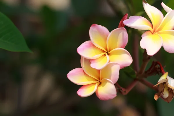 Frangipani — Stockfoto