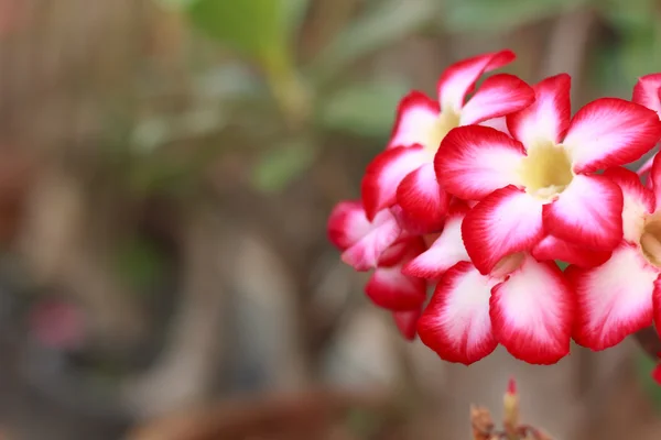 The azalea — Stock Photo, Image