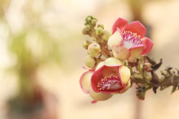 Kanonenkugelbaum-Blume — Stockfoto