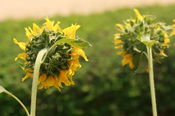 Girasol —  Fotos de Stock