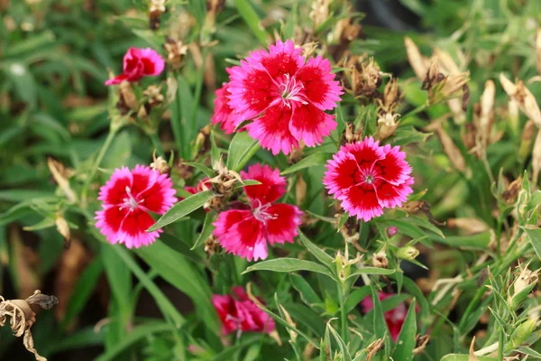Dianthus flower — Stock Photo, Image