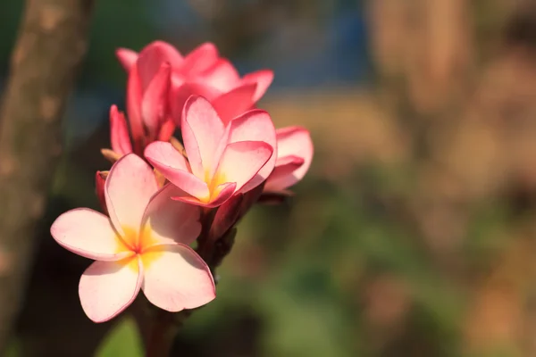 Frangipani — Stockfoto