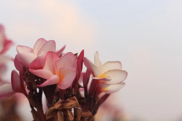 Frangipani — Stock Photo, Image