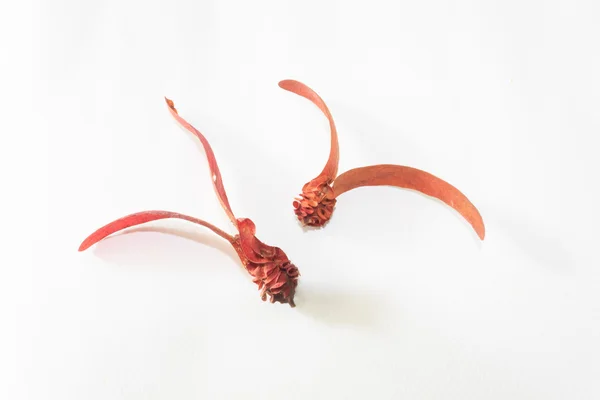 Dipterocarpus alatus — Zdjęcie stockowe