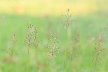 Altın sakallı çim. chrysopogon aciculatus (retz.) trin.