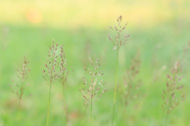 Gold beard grass. Chrysopogon aciculatus (Retz.) Trin. clipart