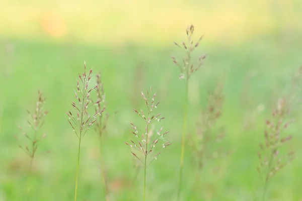 Gold beard grass. Chrysopogon aciculatus (Retz.) Trin. — Stock Photo, Image