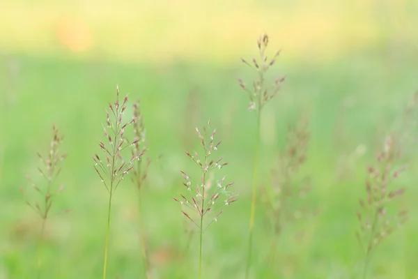 Erba barba d'oro. Chrysopogon aciculatus (Retz.) Trin . — Foto Stock