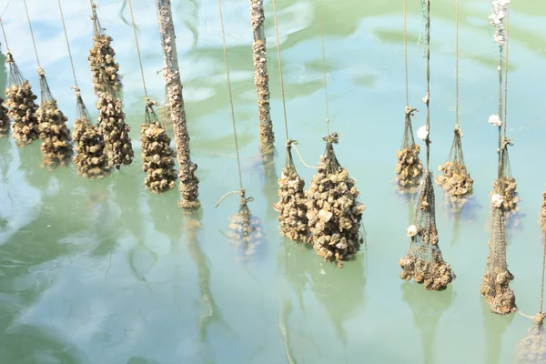 Oyster Farm in the sea — Stock Photo, Image