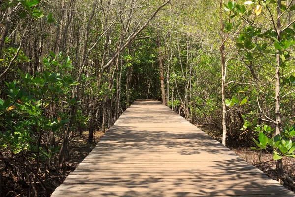 Passagens na floresta de mangue — Fotografia de Stock