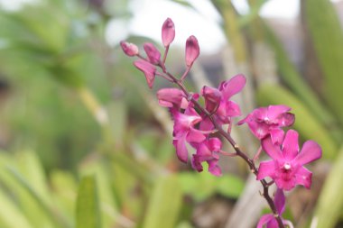 pembe orkide