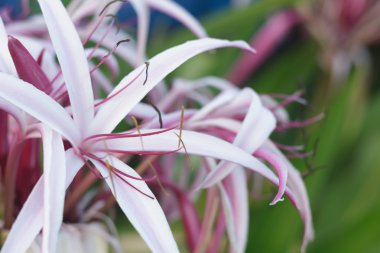 Crinum lily