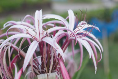 Crinum lily