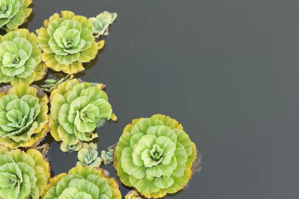 Pistia stratiotes L. — Stock Photo, Image