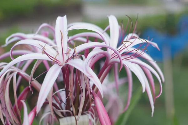 Crinum Lily — Stock Photo, Image