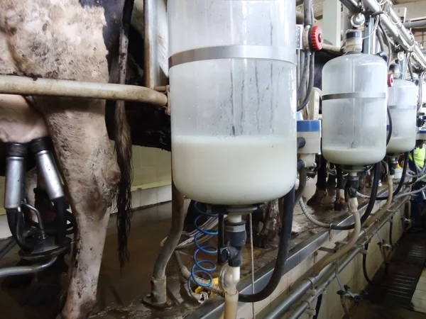 Cow milking equipment — Stock Photo, Image