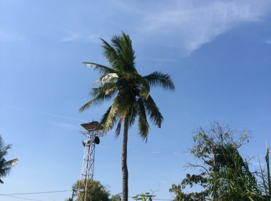 Hindistan cevizi ağaçları ve mavi gökyüzü ile yayın Kulesi.