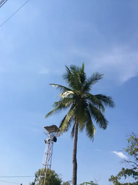 Broadcast torn med kokospalmer och blå himmel. — Stockfoto