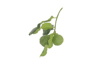 bergamot ot yemek pişirmek için