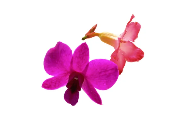 Orquídeas y coloridas flores de azalea — Foto de Stock