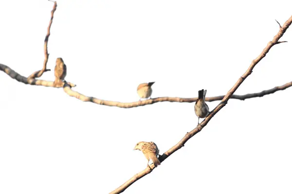 Okoń ptaków na gałęzi drzewa — Zdjęcie stockowe