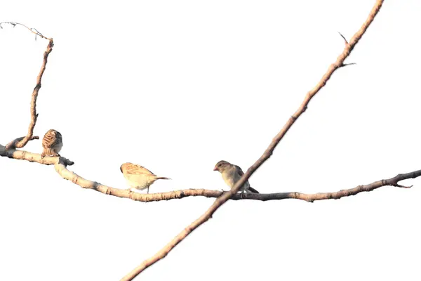 Pássaros poleiro em galhos de árvores — Fotografia de Stock