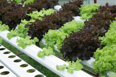 Organik sebze bahçesi