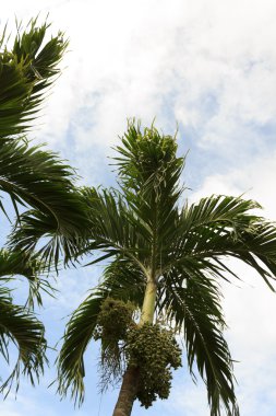 Tembul palm mavi gökyüzü ile