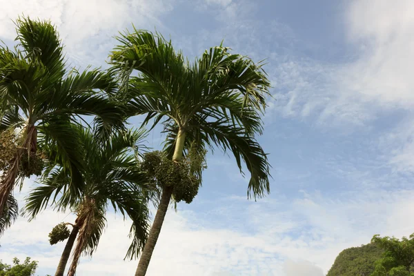 Betel palm with blue sky Stock Picture