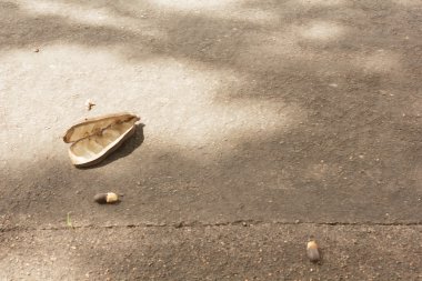 Afzelia xylocarpa (Kurz) Yengeç