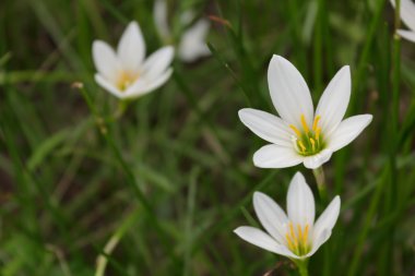 Zephyranthes